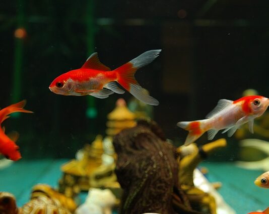 jakie rybki do akwarium