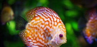 Czy trzeba mieć pokrywę w akwarium?