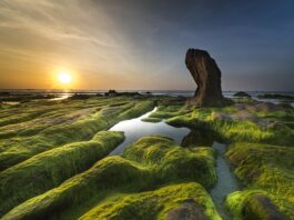 Jaką wodę lubią glony?