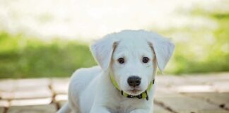 Czy zdejmować psu obrożę w domu?