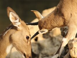 Jak uniknąć otarć w nowych butach? Jak uniknąć otarć w nowych butach?