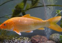 Czy hybrydy są kradzione?