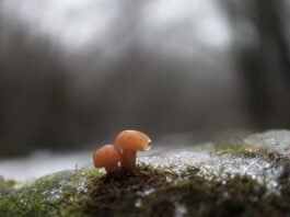 Co to jest cholewką? Co to jest cholewką?