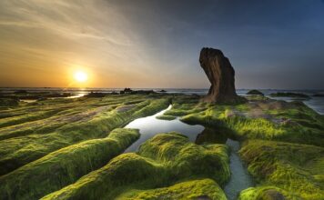 Jakiego światła nie lubią glony?