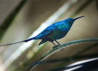 Jak wygląda faktura na ryczałcie?