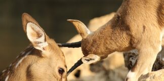 Co jest dobre na otarcia po butach? Co jest dobre na otarcia po butach?