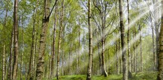 Co jest lepsze obroża czy tabletki na kleszcze?