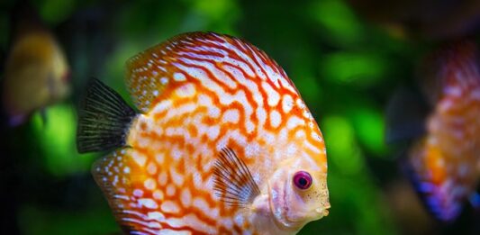 Czy nowe akwarium trzeba myc?