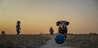 Dlaczego pies nie aportuje?