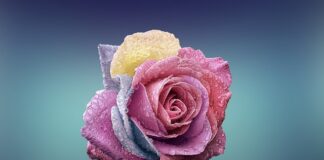 Czym się różni projekt od zadania?