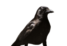 Czy fizjoterapeuta może wystawić zwolnienie z wf?