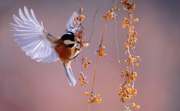 Jaka powinna być obserwacja?