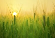 Czym jest zbiór testowy a czym zbiór uczący?