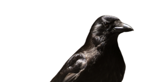 Czy lekarz rodzinny może dać zwolnienie z WF na cały rok? Czy lekarz rodzinny może dać zwolnienie z WF na cały rok?