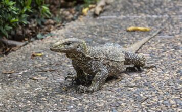 Jak długo ważne jest skierowanie na rehabilitację?