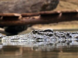 Co to jest zasada systematyczności? Co to jest zasada systematyczności?